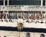 Fifth International Congress
